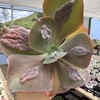 Echeveria gibbiflora lilac frost - comprar online