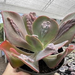 Echeveria gibbiflora lilac frost na internet