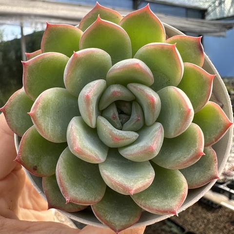 Echeveria anise - comprar online