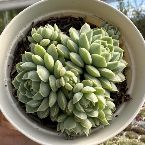 Echeveria butterball - comprar online