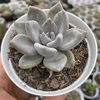 Echeveria beverley