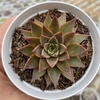 Echeveria purple star