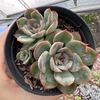 Echeveria beneothine - comprar online