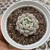 Echeveria cute bean