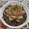 Echeveria agavoides scorpion