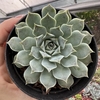 Echeveria halbingeri - comprar online