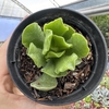 Adromischus cristatus var. zeyheri - comprar online