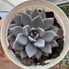 Graptoveria lulu - comprar online