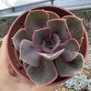 Echeveria red sky - comprar online