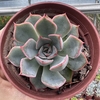 Echeveria orion - comprar online