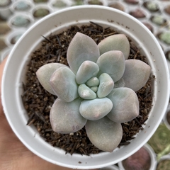 Pachyveria blue beard