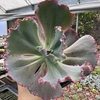 Echeveria gibbiflora mauna loa verdadeira - comprar online