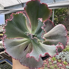 Echeveria gibbiflora mauna loa verdadeira - comprar online