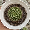 Echeveria minima miniouhikou