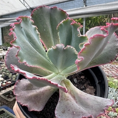 Echeveria gibbiflora mauna loa verdadeira na internet