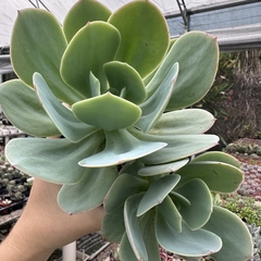 Echeveria hakuhou - comprar online