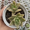 Echeveria agavoides citrina (dupla)