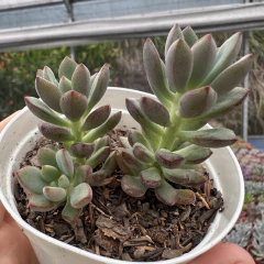 Graptoveria purple dreams na internet