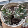 Graptoveria purple dreams - comprar online