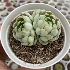 Echeveria red coat clusters - comprar online