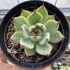 Echeveria chihuahuensis - comprar online