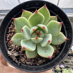 Echeveria chihuahuensis - comprar online