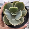 Echeveria blue metal - comprar online