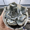 Echeveria thriller pearl - comprar online