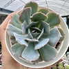 Echeveria blue heron - comprar online