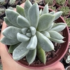 Echeveria milk foam - comprar online