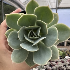 Echeveria blade runner - comprar online