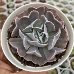 Echeveria swan lake