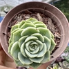 Echeveria crystal white - comprar online