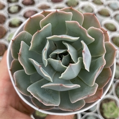 Echeveria blue frills
