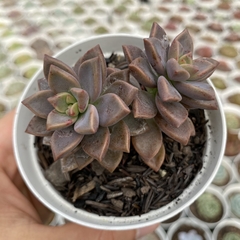 Sedum bronze