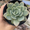 Echeveria blade runner - comprar online