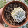 Echeveria tinkerbell variegata - comprar online