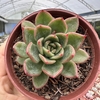 Echeveria agavoides gloria