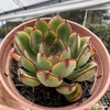 Echeveria flamenco