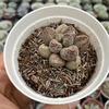 Adromischus mirianiae silver fountain