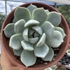 Echeveria snow bunny - comprar online