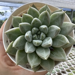 Echeveria night cloud - comprar online