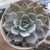 Echeveria canadian - comprar online