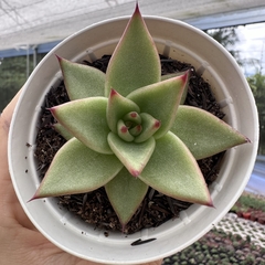 Echeveria agavoides ebony na internet