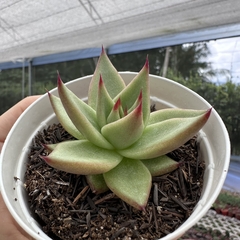 Echeveria agavoides ebony - comprar online