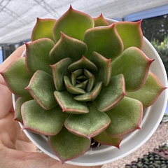 Echeveria anne - comprar online