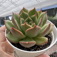 Echeveria anne na internet