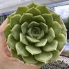 Echeveria louize - comprar online