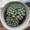 Echeveria setosa rundelli - comprar online