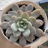 Echeveria raffine - comprar online